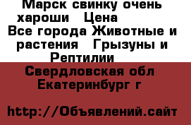 Марск свинку очень хароши › Цена ­ 2 000 - Все города Животные и растения » Грызуны и Рептилии   . Свердловская обл.,Екатеринбург г.